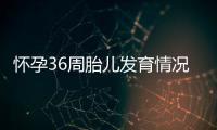 怀孕36周胎儿发育情况，怀孕36周的注意事项