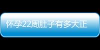 怀孕22周肚子有多大正常