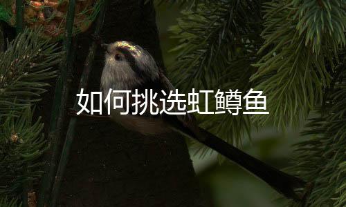 如何挑选虹鳟鱼