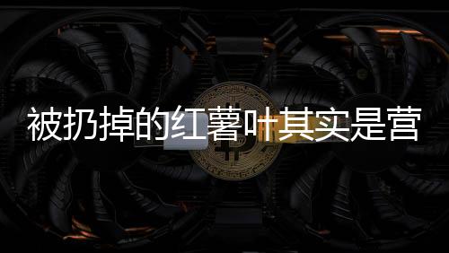 被扔掉的红薯叶其实是营养全能王